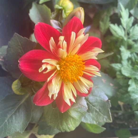 Meet your Posher, Renee - Picture 1 of 1